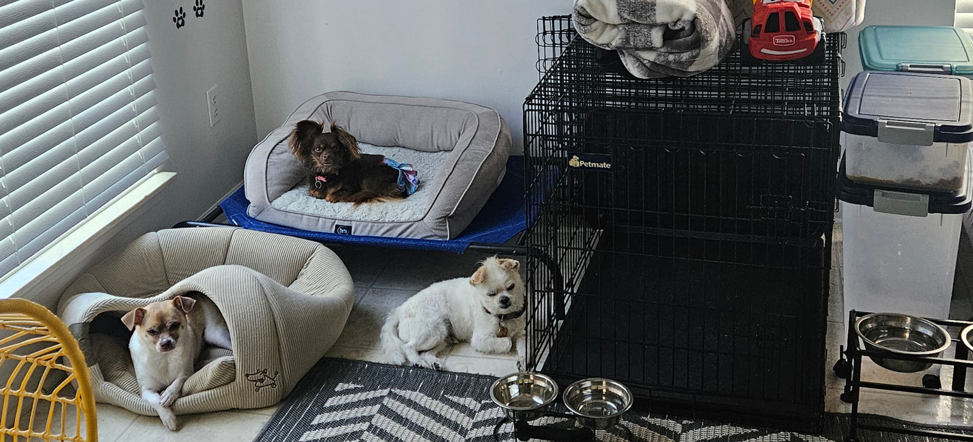 Group of happy dogs at Happy Tails