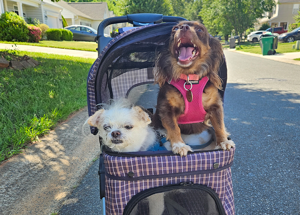 Two small dogs riding in a pet stroller on a sunny walk