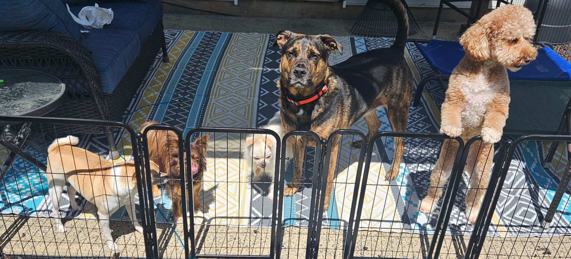 Several dogs playing together on a patio