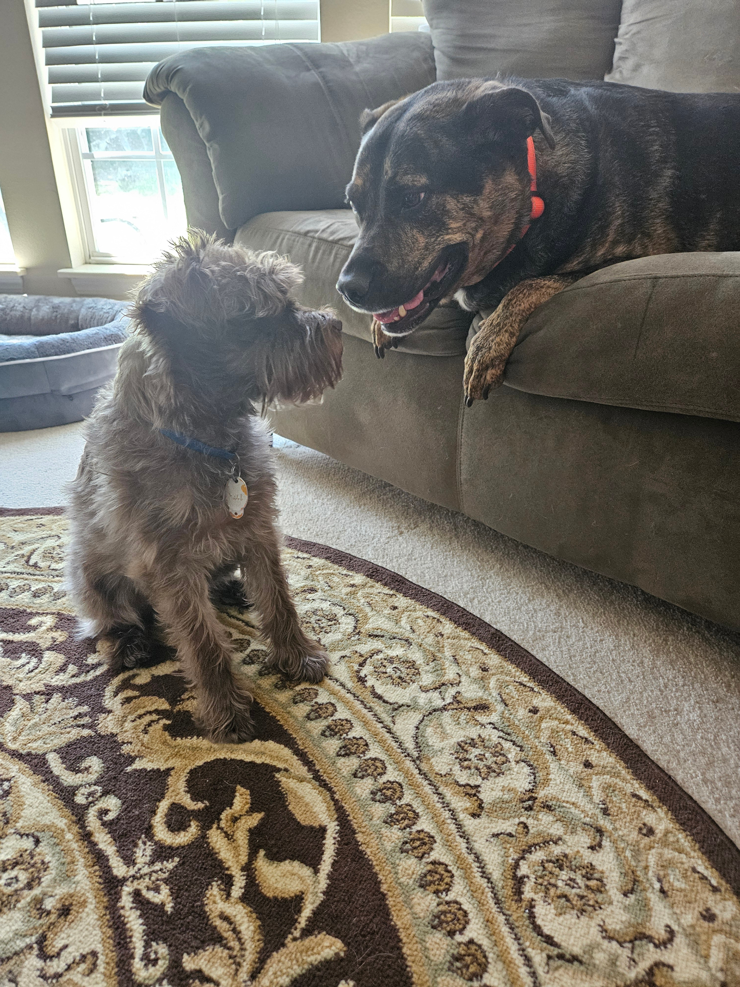Dogs at play