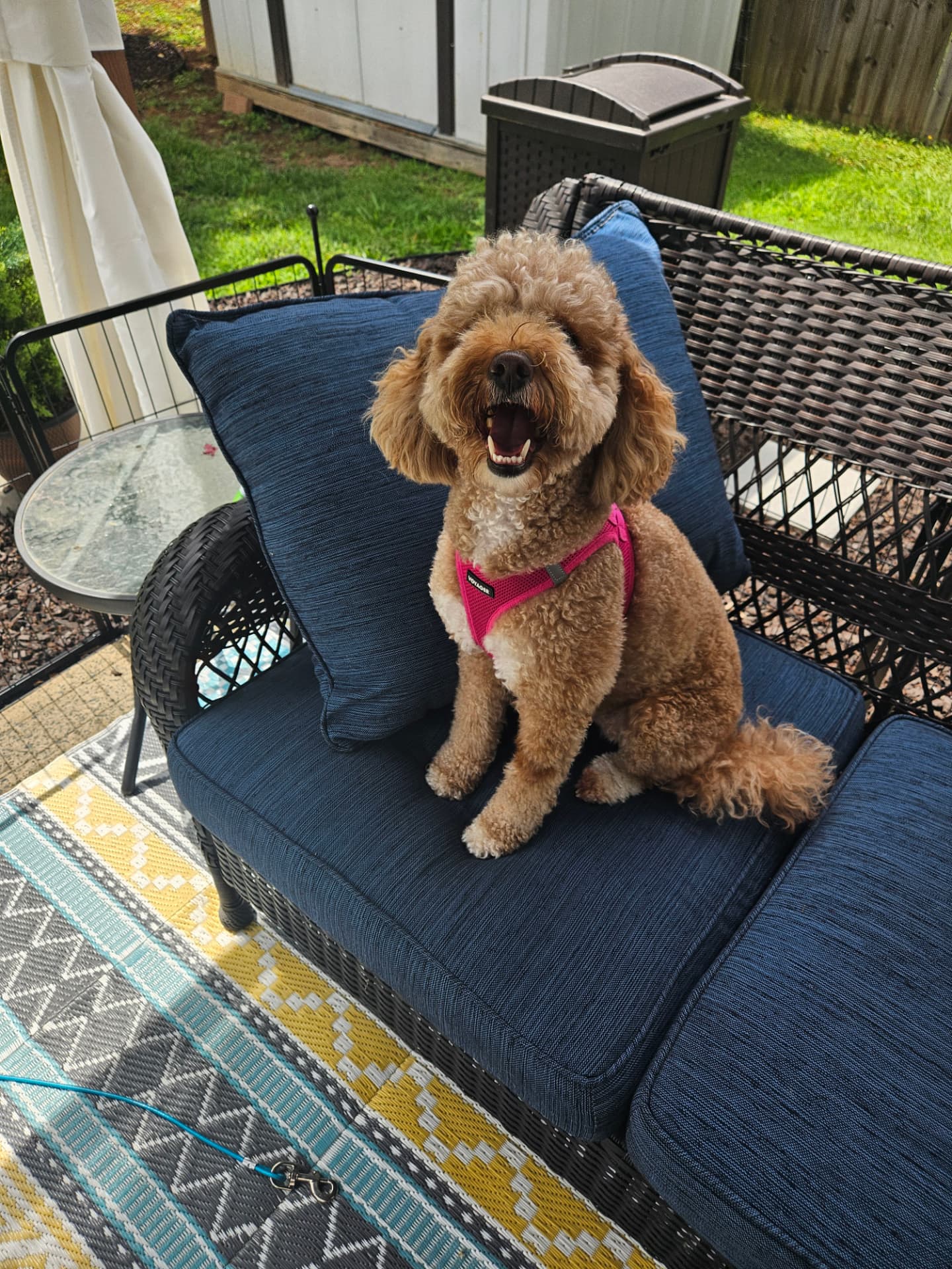 Happy goldendoodle smiling on a patio chair