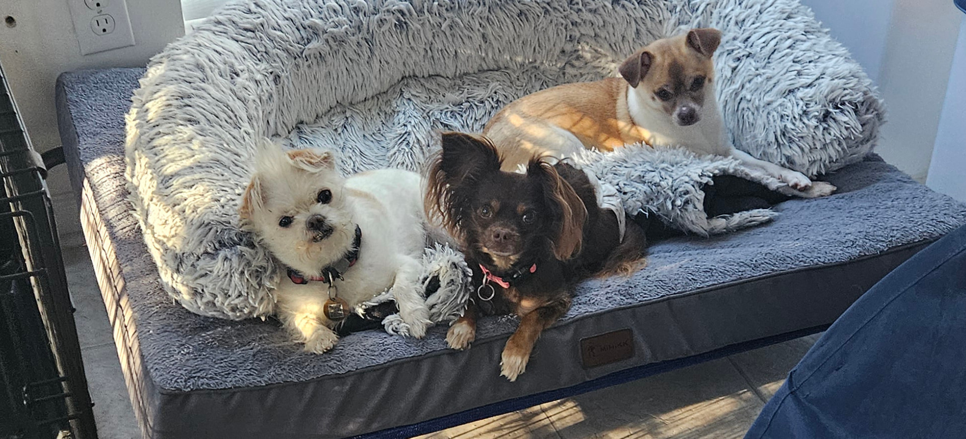 Three small dogs resting on a cozy bed