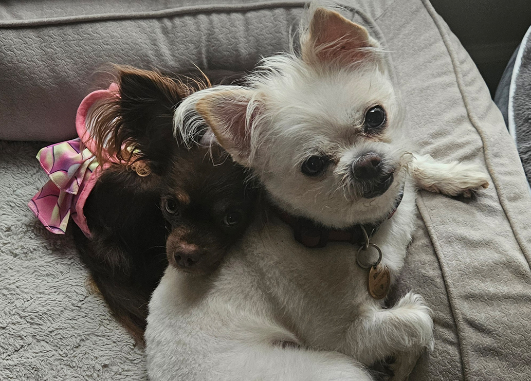 Two small dogs snuggled together on a plush grey bed
